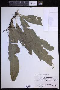 Campyloneurum serpentinum image