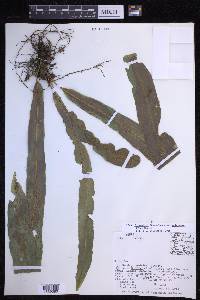 Campyloneurum xalapense image