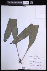 Campyloneurum repens image