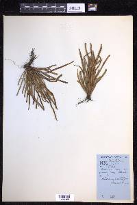 Cochlidium rostratum image