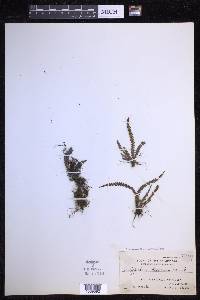 Ctenopterella blechnoides image