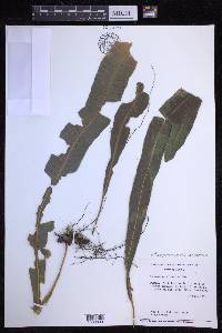 Campyloneurum xalapense image