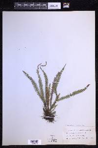 Ctenopterella blechnoides image