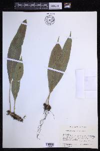 Campyloneurum tenuipes image