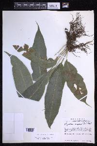 Campyloneurum xalapense image