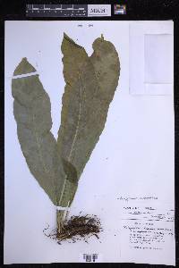 Campyloneurum brevifolium image