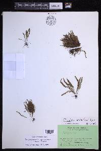 Chrysogrammitis musgraviana image