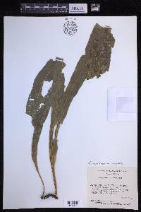 Campyloneurum xalapense image