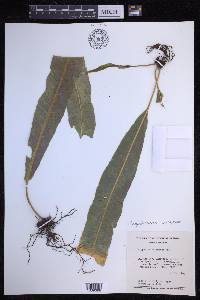Campyloneurum xalapense image