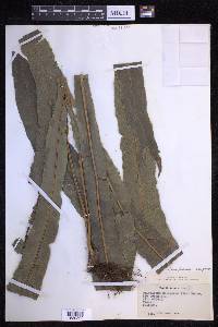 Campyloneurum xalapense image