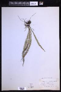 Ctenopterella blechnoides image