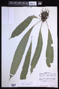Campyloneurum xalapense image