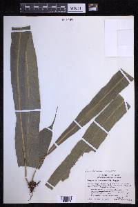 Campyloneurum xalapense image