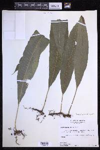 Campyloneurum repens image