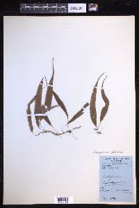 Campyloneurum falcoideum image