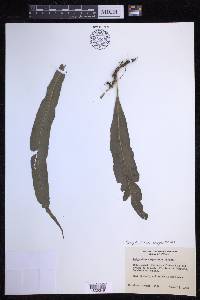 Campyloneurum serpentinum image