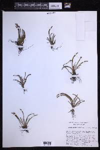 Cochlidium rostratum image