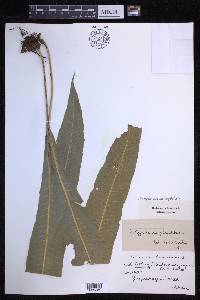 Campyloneurum phyllitidis image