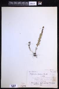 Ctenopterella blechnoides image