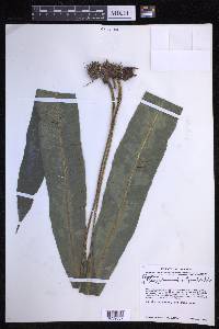 Campyloneurum xalapense image
