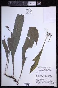 Campyloneurum repens image