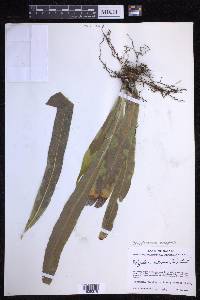 Campyloneurum xalapense image