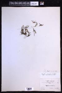 Cochlidium serrulatum image