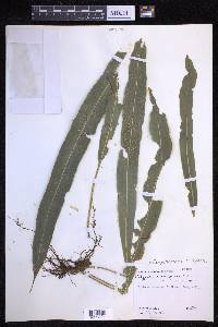 Campyloneurum xalapense image