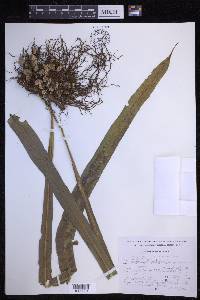 Campyloneurum xalapense image