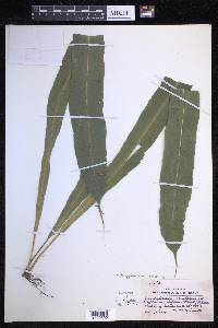 Campyloneurum xalapense image