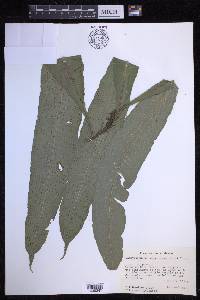 Campyloneurum serpentinum image