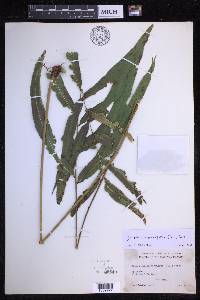 Goniophlebium persicifolium image