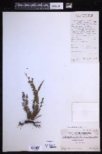 Ctenopterella blechnoides image