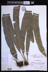 Campyloneurum xalapense image