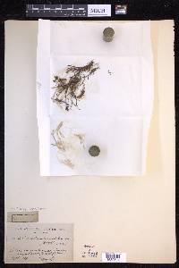 Cochlidium serrulatum image