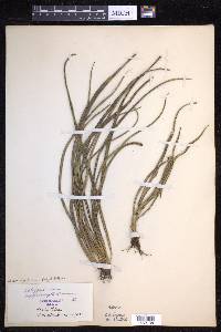 Campyloneurum angustifolium image