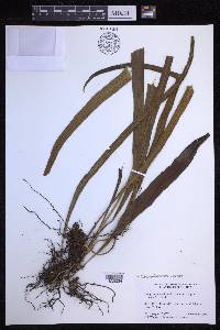 Campyloneurum repens image