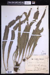 Campyloneurum phyllitidis image