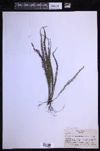 Ctenopterella blechnoides image