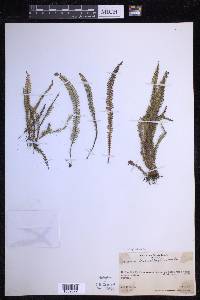 Ctenopterella blechnoides image