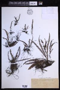 Ctenopterella blechnoides image