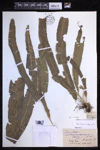 Campyloneurum xalapense image