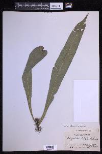 Campyloneurum repens image