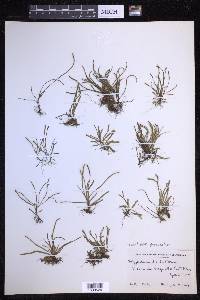 Cochlidium serrulatum image