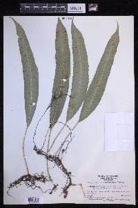 Campyloneurum repens image