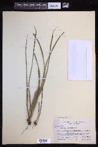 Campyloneurum angustifolium image