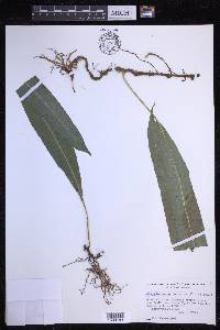 Campyloneurum costatum image