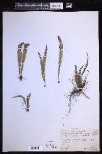 Ctenopterella blechnoides image