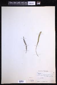 Ctenopterella blechnoides image