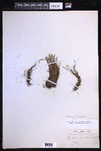 Cochlidium serrulatum image